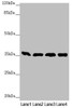 Western blot<br />
 All lanes: GNB2 antibody at 1.87 µg/ml<br />
 Lane 1: Mouse liver tissue<br />
 Lane 2: Mouse lung tissue<br />
 Lane 3: NIH/3T3 whole cell lysate<br />
 Lane 4: Jurkat whole cell lysate<br />
 Secondary<br />
 Goat polyclonal to rabbit IgG at 1/10000 dilution<br />
 Predicted band size: 38, 26 kDa<br />
 Observed band size: 38 kDa<br />