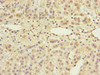 Immunohistochemistry of paraffin-embedded human adrenal gland tissue using CSB-PA875707ESR1HU at dilution of 1:100