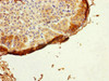 Immunohistochemistry of paraffin-embedded human adrenal gland tissue using CSB-PA875707ESR2HU at dilution of 1:100