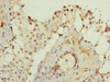 Immunohistochemistry of paraffin-embedded human testis tissue using CSB-PA012187ESR2HU at dilution of 1:100