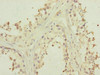 Immunohistochemistry of paraffin-embedded human testis tissue using CSB-PA669874ESR2HU at dilution of 1:100