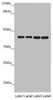 Western blot<br />
 All lanes: PDHA2 antibody at 1.62 µg/ml<br />
 Lane 1: Mouse gonadal tissue<br />
 Lane 2: 293T whole cell lysate<br />
 Lane 3: A549 whole cell lysate<br />
 Lane 4: HepG2 whole cell lysate<br />
 Secondary<br />
 Goat polyclonal to rabbit IgG at 1/10000 dilution<br />
 Predicted band size: 43 kDa<br />
 Observed band size: 43 kDa<br />