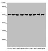 Western blot<br />
 All lanes: SAMM50 antibody at 0.98µg/ml<br />
 Lane 1: Mouse gonadal tissue<br />
 Lane 2: A375 whole cell lysate<br />
 Lane 3: A431 whole cell lysate<br />
 Lane 4: 293T whole cell lysate<br />
 Lane 5: Hela whole cell lysate<br />
 Lane 6: A549 whole cell lysate<br />
 Lane 7: HepG2 whole cell lysate<br />
 Lane 8: U251 whole cell lysate<br />
 Lane 9: LO2 whole cell lysate<br />
 Secondary<br />
 Goat polyclonal to rabbit IgG at 1/10000 dilution<br />
 Predicted band size: 52 kDa<br />
 Observed band size: 52 kDa<br />