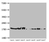 Western blot<br />
 All lanes: ATP5H antibody at 5.16 µg/ml<br />
 Lane 1: Mouse kidney tissue<br />
 Lane 2: Mouse liver tissue<br />
 Lane 3: Mouse brain tissue<br />
 Lane 4: Hela whole cell lysate<br />
 Lane 5: HepG2 whole cell lysate<br />
 Lane 6: PC-3 whole cell lysate<br />
 Lane 7: U251 whole cell lysate<br />
 Secondary<br />
 Goat polyclonal to rabbit IgG at 1/10000 dilution<br />
 Predicted band size: 19, 16 kDa<br />
 Observed band size: 19 kDa<br />