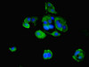 Immunofluorescent analysis of MCF-7 cells using CSB-PA892324ESR1HU at dilution of 1:100 and Alexa Fluor 488-congugated AffiniPure Goat Anti-Rabbit IgG (H+L)