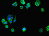 Immunofluorescent analysis of MCF-7 cells using CSB-PA892324ESR2HU at dilution of 1:100 and Alexa Fluor 488-congugated AffiniPure Goat Anti-Rabbit IgG (H+L)