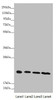 Western blot<br />
 All lanes: NDUFB10 antibody at 3.04 µg/ml<br />
 Lane 1: Hela whole cell lysate<br />
 Lane 2: Jurkat whole cell lysate<br />
 Lane 3: HepG2 whole cell lysate<br />
 Lane 4: 293T whole cell lysate<br />
 Secondary<br />
 Goat polyclonal to rabbit IgG at 1/10000 dilution<br />
 Predicted band size: 21 kDa<br />
 Observed band size: 21 kDa<br />