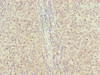 Immunohistochemistry of paraffin-embedded human tonsil tissue using CSB-PA019831DSR2HU at dilution of 1:100