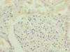 Immunohistochemistry of paraffin-embedded human kidney tissue using CSB-PA811599ESR1HU at dilution of 1:100