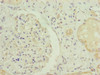 Immunohistochemistry of paraffin-embedded human kidney tissue using CSB-PA837849DSR1HU at dilution of 1:100