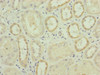 Immunohistochemistry of paraffin-embedded human kidney tissue using CSB-PA837849DSR2HU at dilution of 1:100