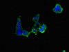 Immunofluorescent analysis of 293 cells using CSB-PA857879DSR1HU at dilution of 1:100 and Alexa Fluor 488-congugated AffiniPure Goat Anti-Rabbit IgG (H+L)