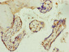 Immunohistochemistry of paraffin-embedded human placenta tissue using CSB-PA863146ESR1HU at dilution of 1:100