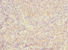 Immunohistochemistry of paraffin-embedded human tonsil tissue using CSB-PA011337DSR1HU at dilution of 1:100