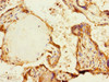 Immunohistochemistry of paraffin-embedded human placenta tissue using CSB-PA873719DSR1HU at dilution of 1:100