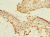 Immunohistochemistry of paraffin-embedded human testis tissue using CSB-PA880972ESR1HU at dilution of 1:100