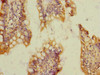 Immunohistochemistry of paraffin-embedded human small intestine tissue using CSB-PA022386ESR1HU at dilution of 1:100