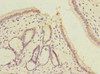 Immunohistochemistry of paraffin-embedded human pancreatic tissue using CSB-PA735951ESR1HU at dilution of 1:100