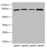 Western blot<br />
 All lanes: ZP2 antibody at 3.06µg/ml<br />
 Lane 1: 293T whole cell lysate<br />
 Lane 2: Hela whole cell lysate<br />
 Lane 3: Jurkat whole cell lysate<br />
 Lane 4: HepG2 whole cell lysate<br />
 Secondary<br />
 Goat polyclonal to rabbit IgG at 1/10000 dilution<br />
 Predicted band size: 83, 82 kDa<br />
 Observed band size: 83 kDa<br />