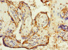 Immunohistochemistry of paraffin-embedded human placenta tissue using CSB-PA027120ESR1HU at dilution of 1:100