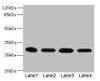 Western blot<br />
 All lanes: EIF3K antibody at 1.72µg/ml<br />
 Lane 1: THP-1 whole cell lysate<br />
 Lane 2: HT29 whole cell lysate<br />
 Lane 3: 293T whole cell lysate<br />
 Lane 4: Hela whole cell lysate<br />
 Secondary<br />
 Goat polyclonal to rabbit IgG at 1/10000 dilution<br />
 Predicted band size: 26, 25 kDa<br />
 Observed band size: 26 kDa<br />