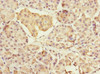 Immunohistochemistry of paraffin-embedded human pancreatic tissue using CSB-PA889545ESR1HU at dilution of 1:100