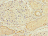 Immunohistochemistry of paraffin-embedded human kidney tissue using CSB-PA769814ESR1HU at dilution of 1:100