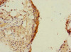 Immunohistochemistry of paraffin-embedded human testis tissue using CSB-PA820189ESR1HU at dilution of 1:100