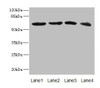 Western blot<br />
 All lanes: RGS14 antibody at 3.88µg/ml<br />
 Lane 1: 293T whole cell lysate<br />
 Lane 2: Hela whole cell lysate<br />
 Lane 3: Jurkat whole cell lysate<br />
 Lane 4: SH-SY5Y whole cell lysate<br />
 Secondary<br />
 Goat polyclonal to rabbit IgG at 1/10000 dilution<br />
 Predicted band size: 62, 22, 45, 37 kDa<br />
 Observed band size: 62 kDa<br />