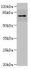 Western blot<br />
 All lanes: RHOBTB1 antibody IgG at 3.17µg/ml + 293T whole cell lysate<br />
 Secondary<br />
 Goat polyclonal to rabbit IgG at 1/10000 dilution<br />
 Predicted band size: 79 kDa<br />
 Observed band size: 79 kDa<br />