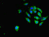 Immunofluorescent analysis of A549 cells using CSB-PA875672ESR1HU at dilution of 1:100 and Alexa Fluor 488-congugated AffiniPure Goat Anti-Rabbit IgG (H+L)