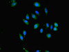 Immunofluorescent analysis of A549 cells using CSB-PA875672ESR2HU at dilution of 1:100 and Alexa Fluor 488-congugated AffiniPure Goat Anti-Rabbit IgG (H+L)