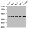 Western Blot<br />
 Positive WB detected in: 293T whole cell lysate, PC-3 whole cell lysate, A549 whole cell lysate, MCF-7 whole cell lysate, NIH/3T3 whole cell lysate<br />
 All lanes: SAV1 antibody at 1.62µg/ml<br />
 Secondary<br />
 Goat polyclonal to rabbit IgG at 1/50000 dilution<br />
 Predicted band size: 45 kDa<br />
 Observed band size: 45 kDa<br />