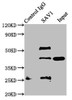 Immunoprecipitating SAV1 in NIH/3T3 whole cell lysate<br />
 Lane 1: Rabbit control IgG instead of CSB-PA875672ESR2HU in NIH/3T3 whole cell lysate.
 For western blotting, a HRP-conjugated Protein G antibody was used as the secondary antibody (1/2000) <br />
 Lane 2: CSB-PA875672ESR2HU (5µg) + NIH/3T3 whole cell lysate (500µg) <br />
 Lane 3: NIH/3T3 whole cell lysate (20µg) <br />