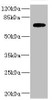 Western blot<br />
 All lanes: SLC2A13 antibody IgG at 2.88µg/ml + HepG2 whole cell lysate<br />
 Secondary<br />
 Goat polyclonal to rabbit IgG at 1/10000 dilution<br />
 Predicted band size: 70 kDa<br />
 Observed band size: 70 kDa<br />