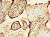 Immunohistochemistry of paraffin-embedded human placenta tissue using CSB-PA022395ESR1HU at dilution of 1:100