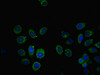 Immunofluorescent analysis of A549 cells using CSB-PA022395ESR1HU at dilution of 1:100 and Alexa Fluor 488-congugated AffiniPure Goat Anti-Rabbit IgG (H+L)