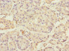 Immunohistochemistry of paraffin-embedded human pancreatic tissue using CSB-PA619766ESR2HU at dilution of 1:100