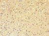 Immunohistochemistry of paraffin-embedded human adrenal gland tissue using CSB-PA761506ESR1HU at dilution of 1:100