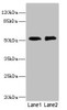 Western blot<br />
 All lanes: TMOD1 antibody at 2.84µg/ml<br />
 Lane 1: PC-3 whole cell lysate<br />
 Lane 2: 293T whole cell lysate<br />
 Secondary<br />
 Goat polyclonal to rabbit IgG at 1/10000 dilution<br />
 Predicted band size: 53, 24 kDa<br />
 Observed band size: 53 kDa<br />