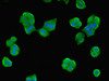 Immunofluorescent analysis of PC-3 cells using CSB-PA614400ESR2HU at dilution of 1:100 and Alexa Fluor 488-congugated AffiniPure Goat Anti-Rabbit IgG (H+L)