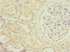 Immunohistochemistry of paraffin-embedded human kidney tissue using CSB-PA745759ESR1HU at dilution of 1:100