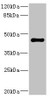 Western blot<br />
 All lanes: STRADA antibody IgG at 1.98µg/ml + Rat heart tissue<br />
 Secondary<br />
 Goat polyclonal to rabbit IgG at 1/10000 dilution<br />
 Predicted band size: 49, 39, 44, 34, 42, 35 kDa<br />
 Observed band size: 49 kDa<br />