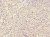 Immunohistochemistry of paraffin-embedded human tonsil tissue using CSB-PA865096DSR1HU at dilution of 1:100