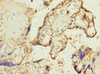 Immunohistochemistry of paraffin-embedded human placenta tissue using CSB-PA020104ESR1HU at dilution of 1:100