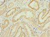 Immunohistochemistry of paraffin-embedded human kidney tissue using CSB-PA005919ESR1HU at dilution of 1:100