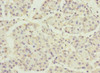 Immunohistochemistry of paraffin-embedded human pancreatic tissue using CSB-PA007008DSR1HU at dilution of 1:100