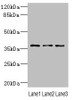 Western blot<br />
 All lanes: DNAJB2 antibody at 1.18µg/ml<br />
 Lane 1: 293T whole cell lysate<br />
 Lane 2: PC-3 whole cell lysate<br />
 Lane 3: A431 whole cell lysate<br />
 Secondary<br />
 Goat polyclonal to rabbit IgG at 1/10000 dilution<br />
 Predicted band size: 36, 31 kDa<br />
 Observed band size: 36 kDa<br />
