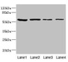 Western blot<br />
 All lanes: EDIL3 antibody at 3.09µg/ml<br />
 Lane 1: 293T whole cell lysate<br />
 Lane 2: Hela whole cell lysate<br />
 Lane 3: HepG2 whole cell lysate<br />
 Lane 4: K562 whole cell lysate<br />
 Secondary<br />
 Goat polyclonal to rabbit IgG at 1/10000 dilution<br />
 Predicted band size: 54, 53 kDa<br />
 Observed band size: 54 kDa<br />