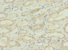 Immunohistochemistry of paraffin-embedded human kidney tissue using CSB-PA022646ESR2HU at dilution of 1:100